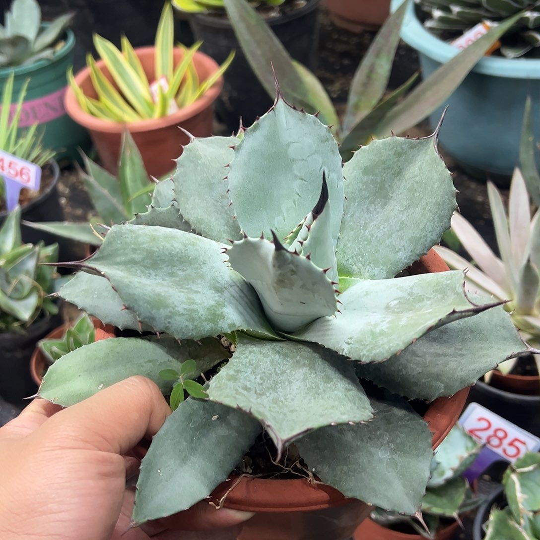 虚空藏高级灰龙舌兰