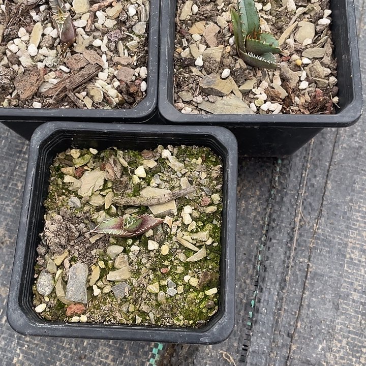 小*龙舌兰绿色植物