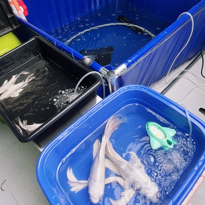 蝴蝶鲤鱼精品蝴蝶锂