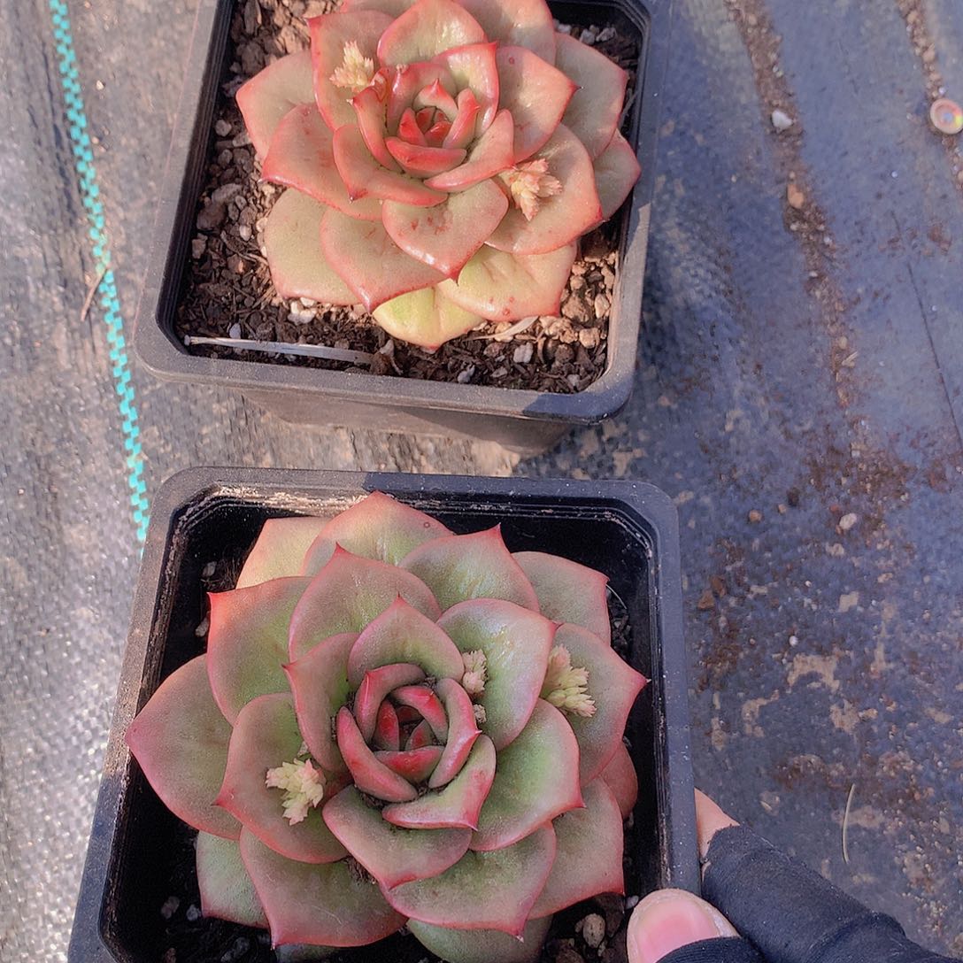 大号蔷薇锦23456778899000