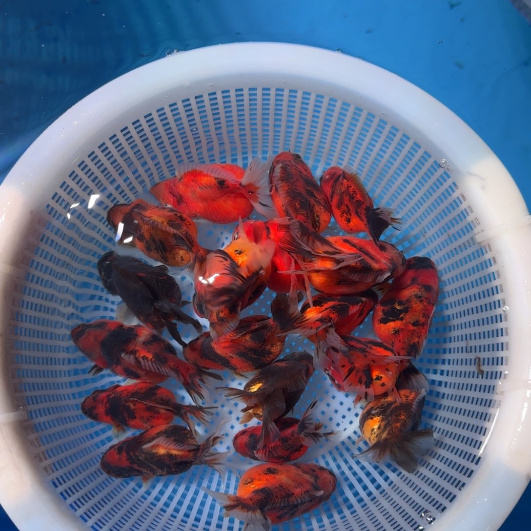 狮头鱼小虎队盲盒3只