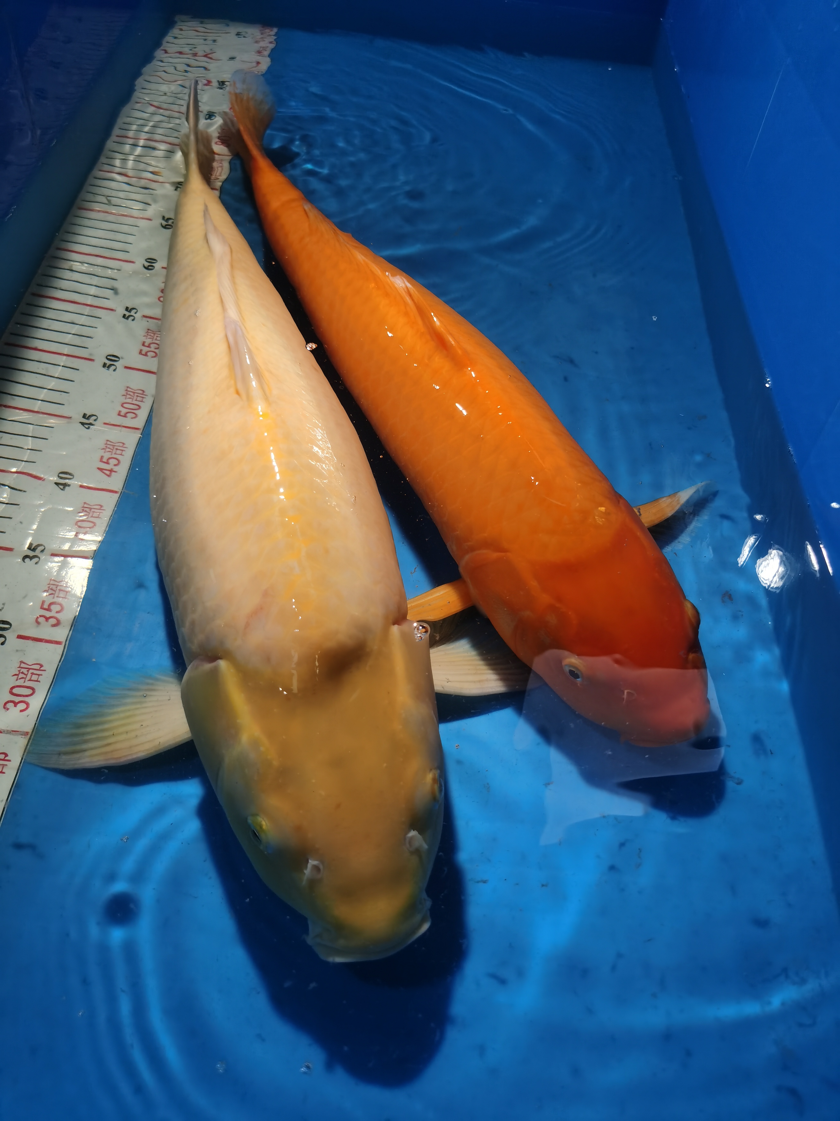 纯种锦鲤观赏鱼活体冷水鱼适合室内外养殖