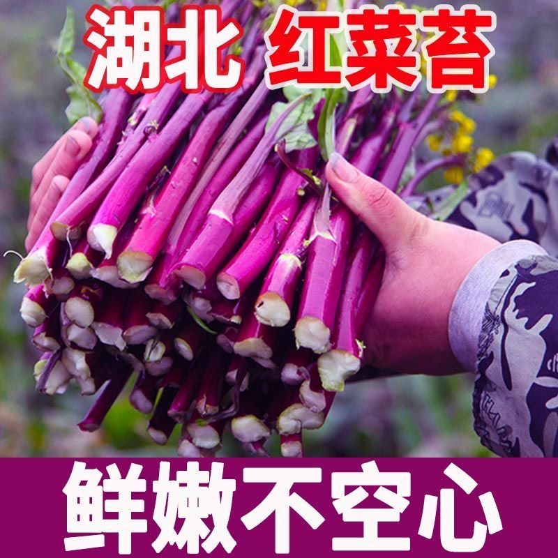 湖北红菜苔新鲜现摘农家正宗菜薹四季鲜红紫菜苔菜心时令青菜蔬菜