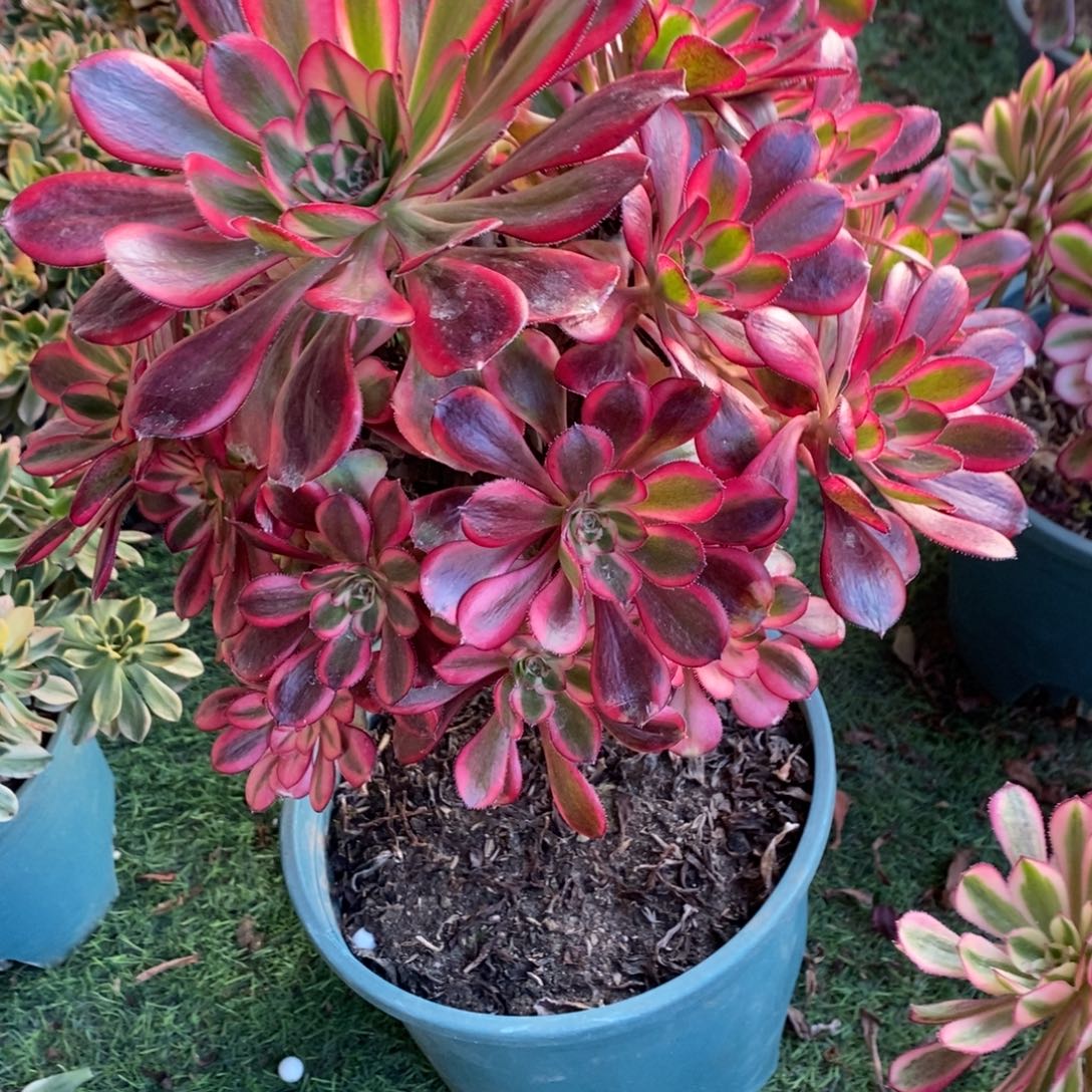 香奈儿多肉1颗多肉