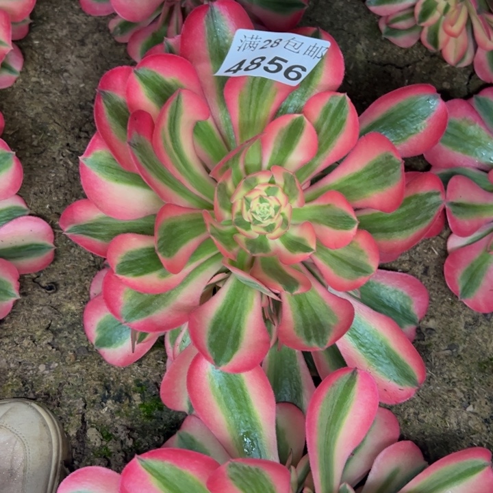 4856南女巫多肉植物