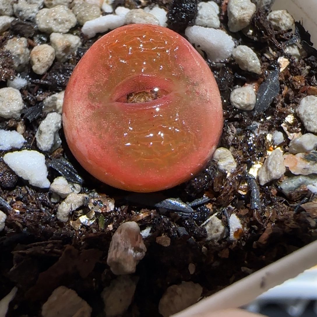 肉锥多肉植物百科30-水蜜桃1213