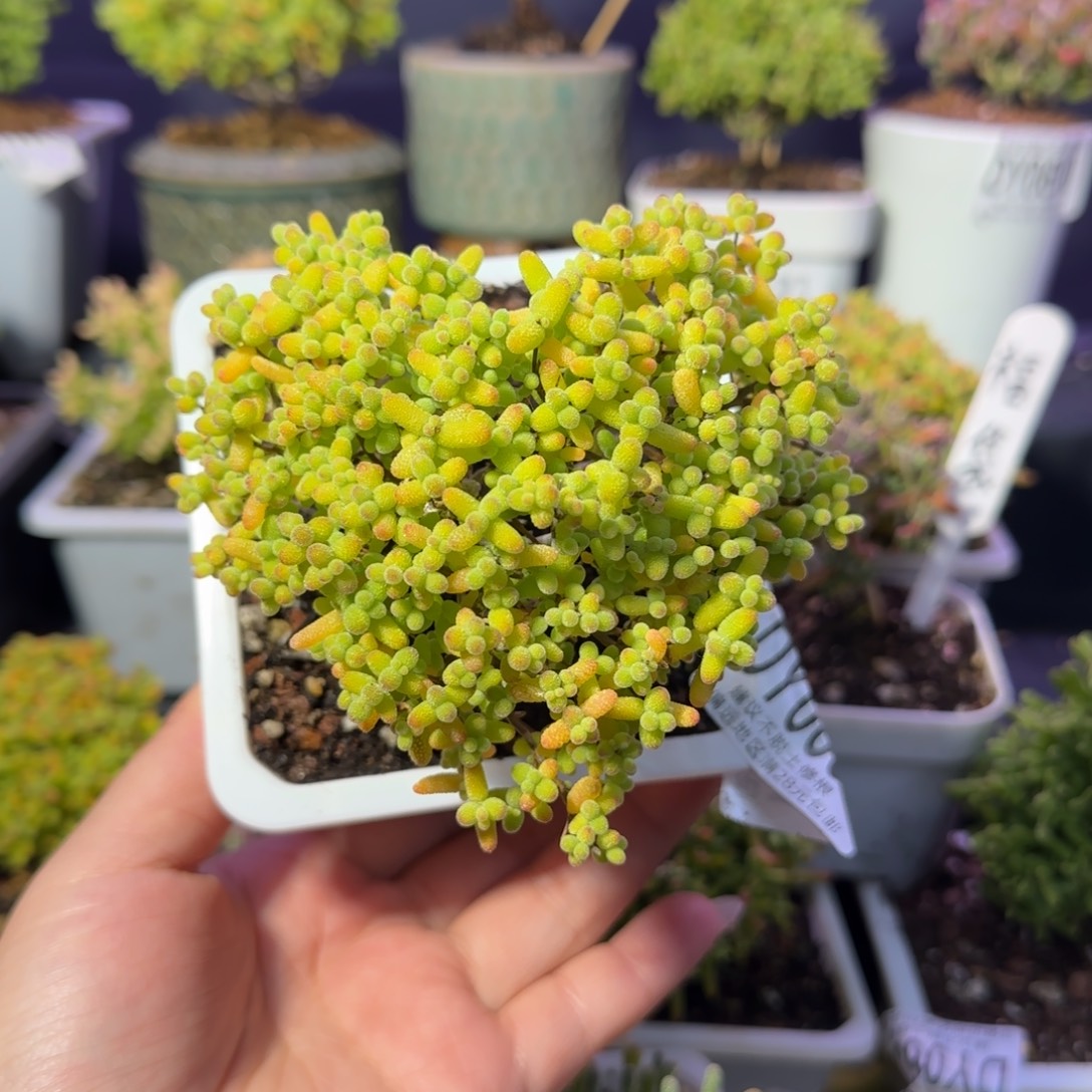 dy0634精控金桔爱心型冠服9cm开播福利