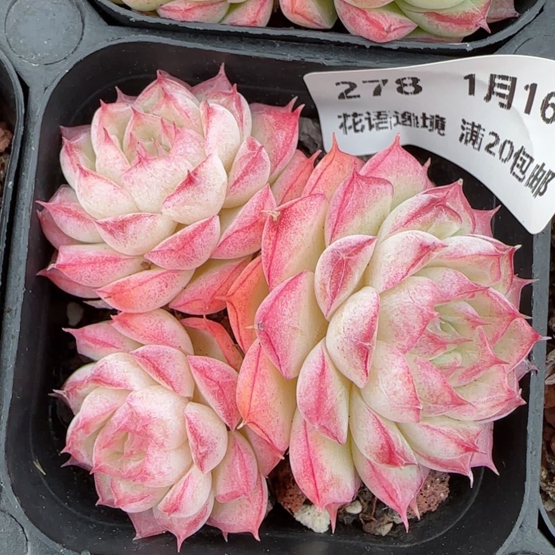 花语逸镜0116-278