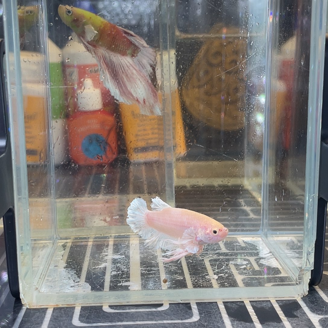 斗鱼10号129晚绣球