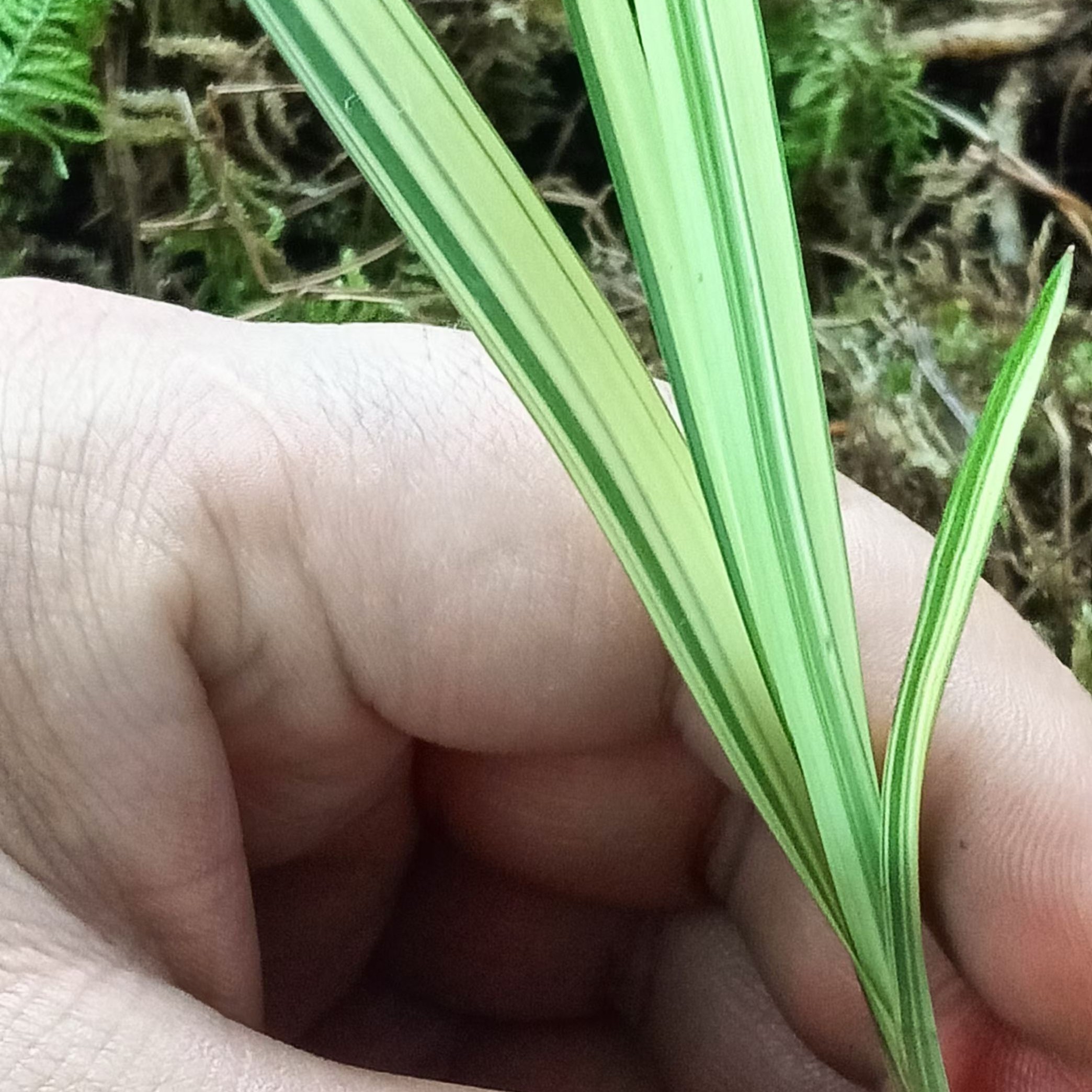 绿植冰球盆景兰花多拍直播链接10-20-30……100兰花盆栽兰草花卉