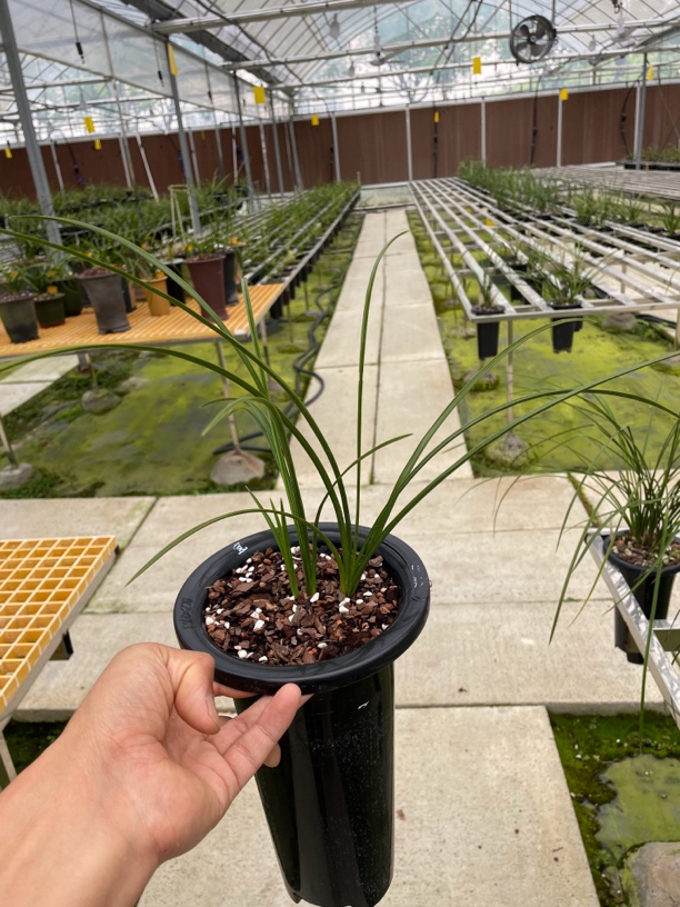 兰花惠兰四大云之一宜云子母二苗