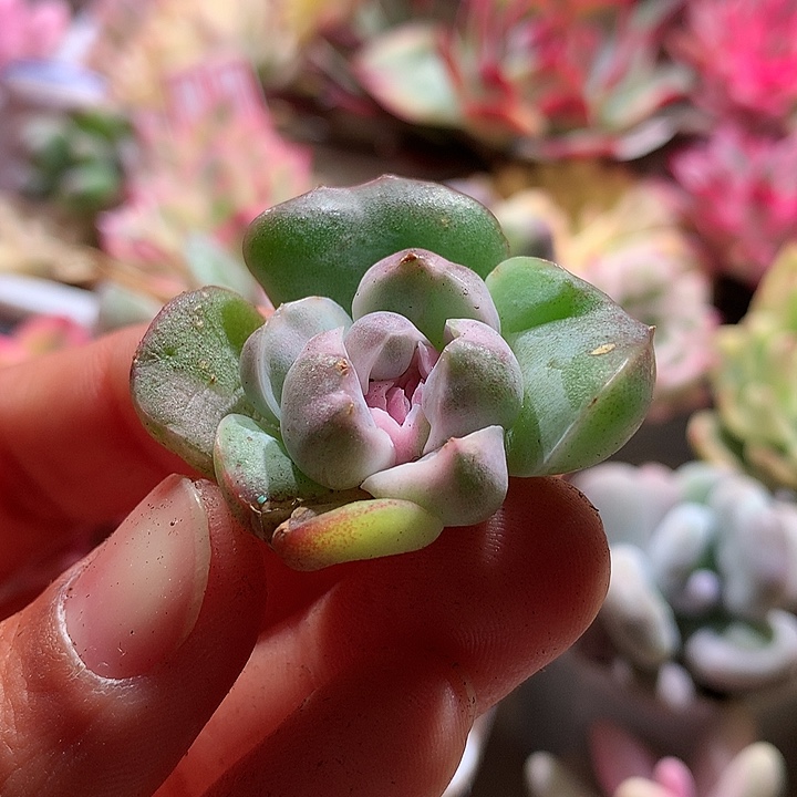 珍妮锦锦锦锦有根