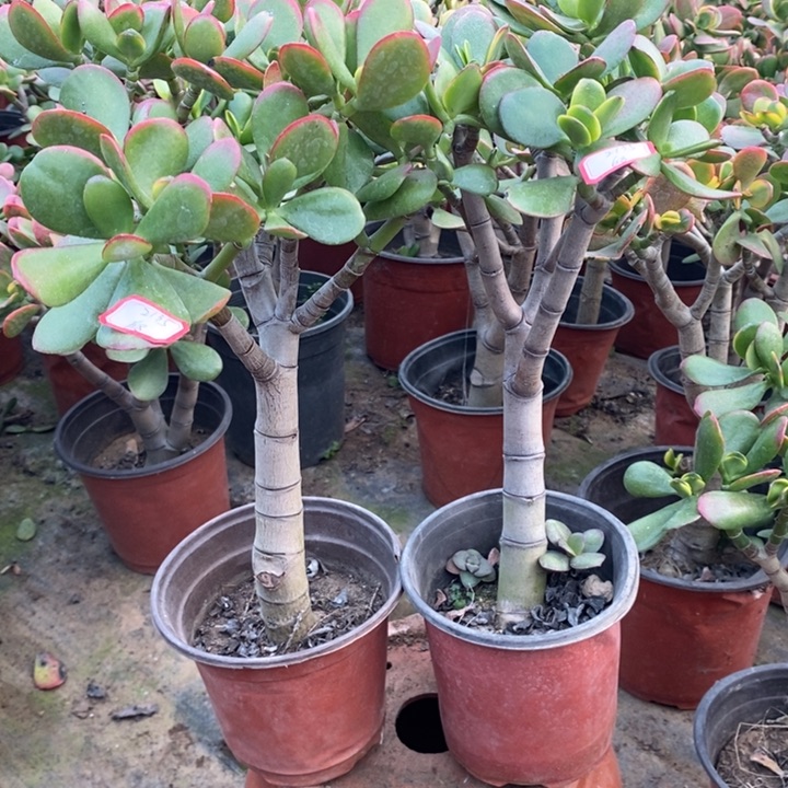 吴****黄金花月一物一拍两颗