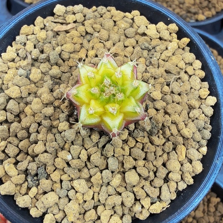 当前无花朵，栽培后可花朵