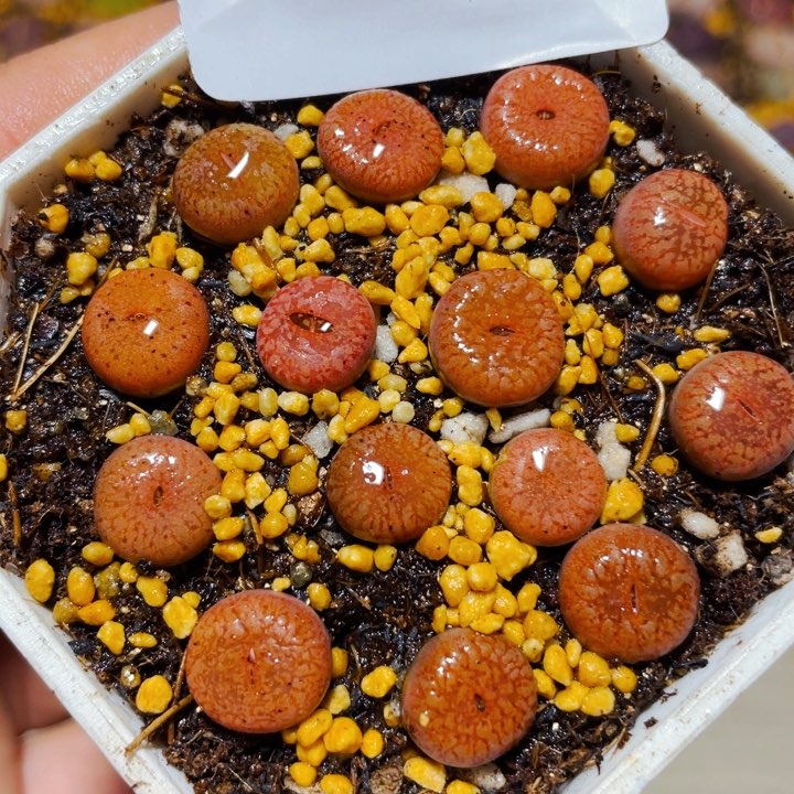 869红流水带盆l l l l