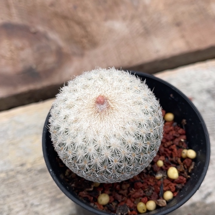 屏***店月世界         折后价