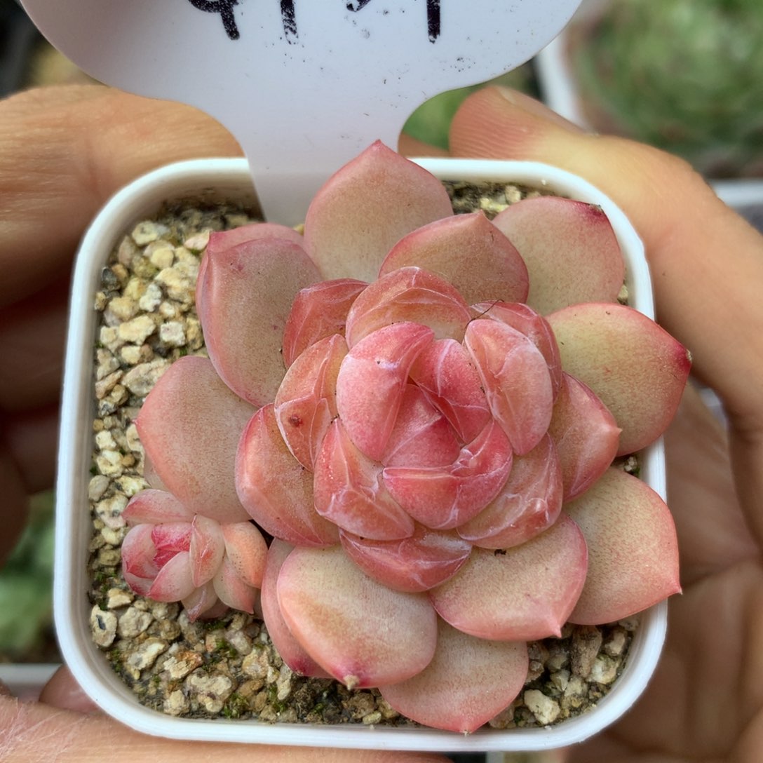 巫拉拉琴心4939多肉