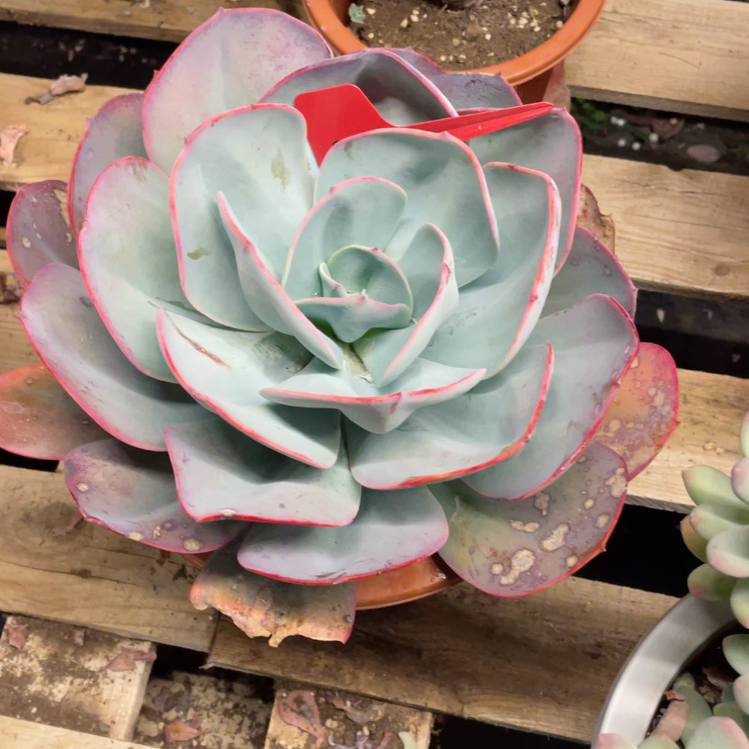 6238，布鲁克林的篮