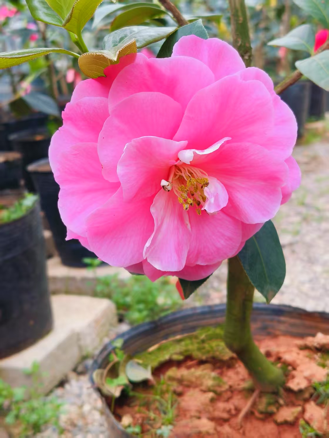 云南茶花名贵品种锦袍红靠接带芽带花苞福利款庭院山茶花盆栽