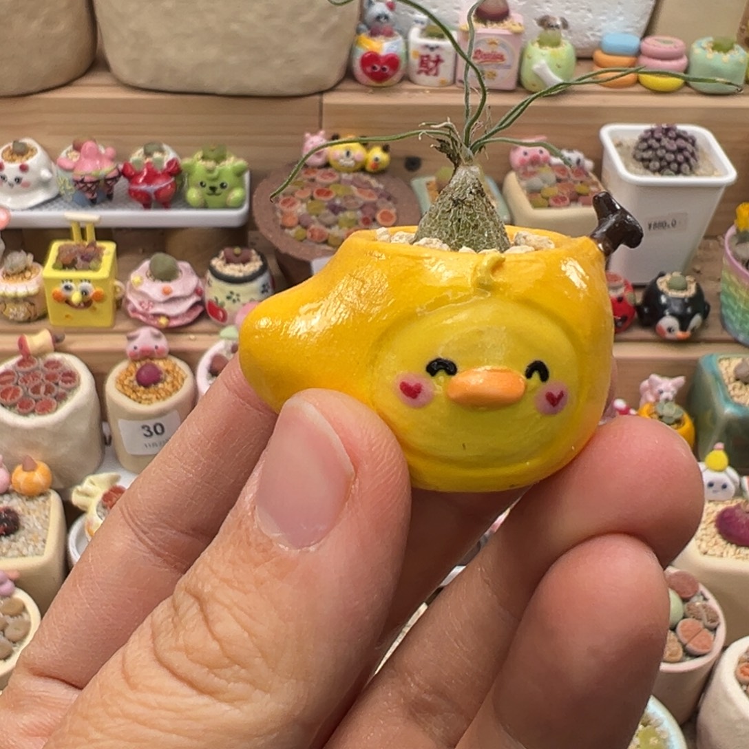 小***狸多肉植物94号拇指盆