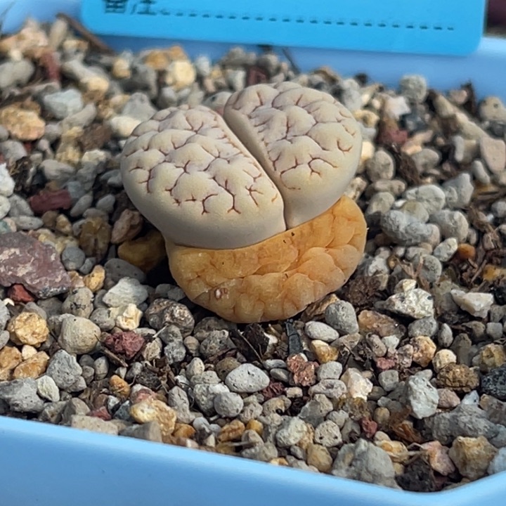 2643蛙哥189一颗脱土发货