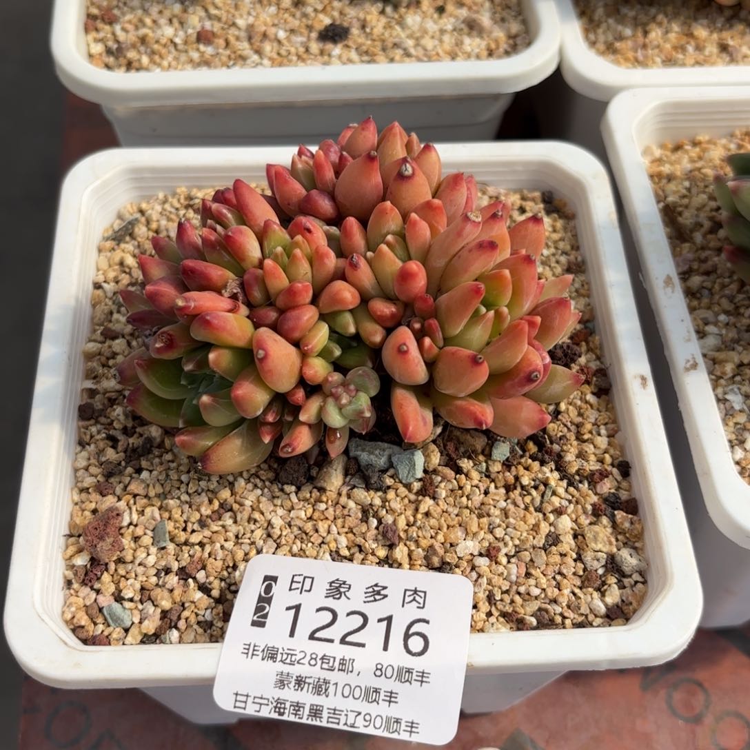 多肉植物12216ff