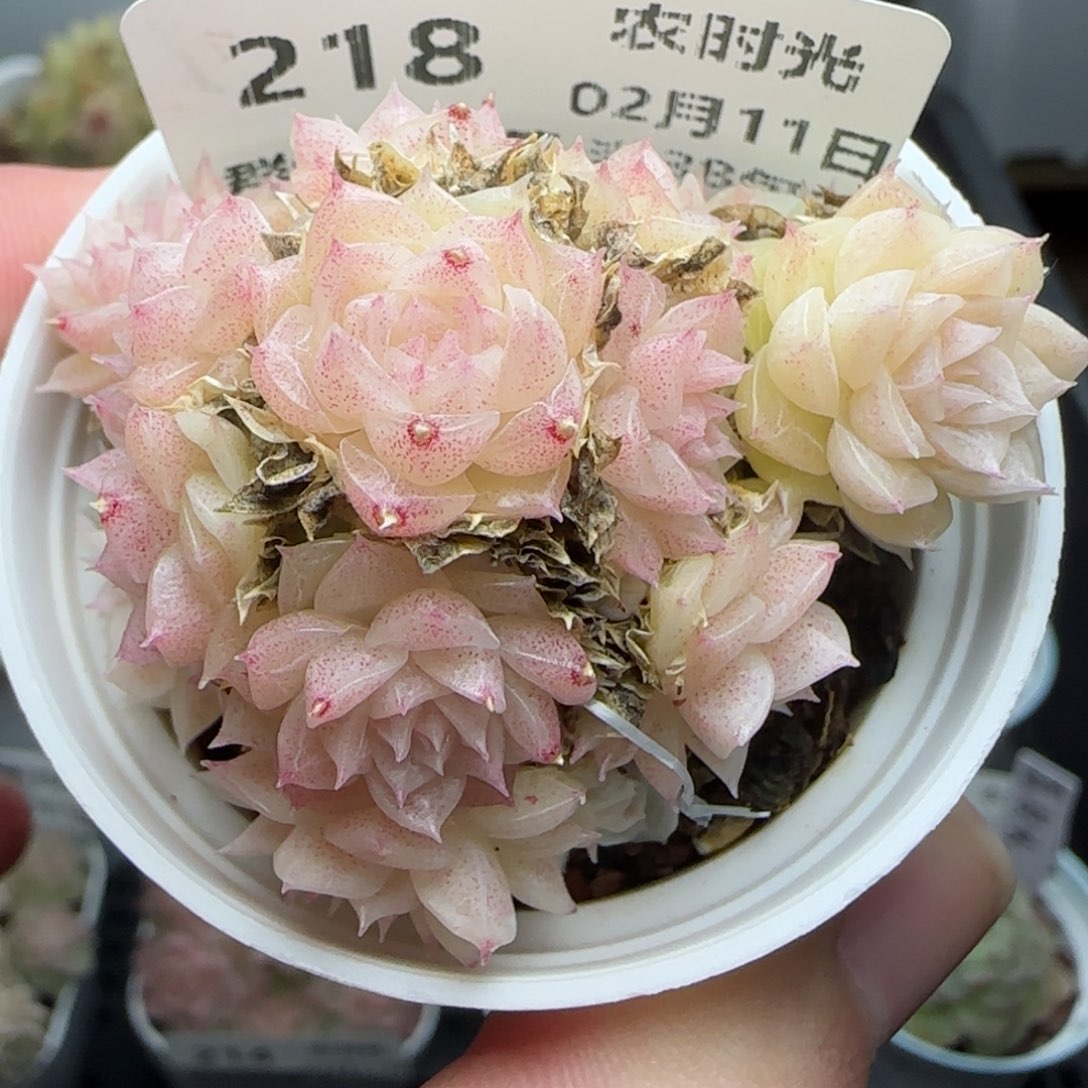 0211-218珠光麦秆