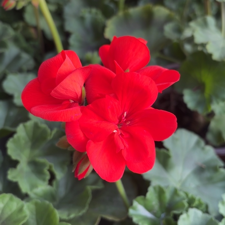 全部花苞红丝送天竺葵