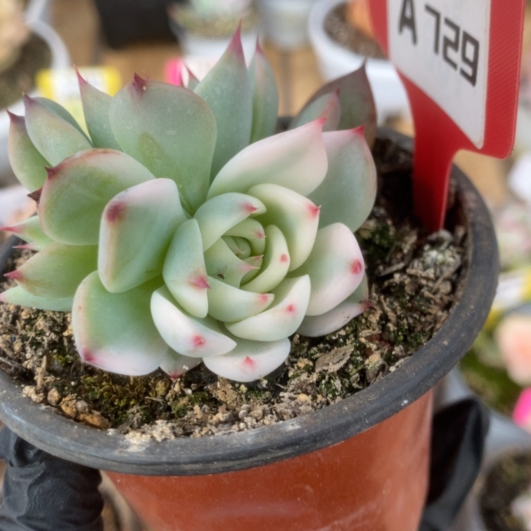 729吉娃娃锦锦锦锦锦锦