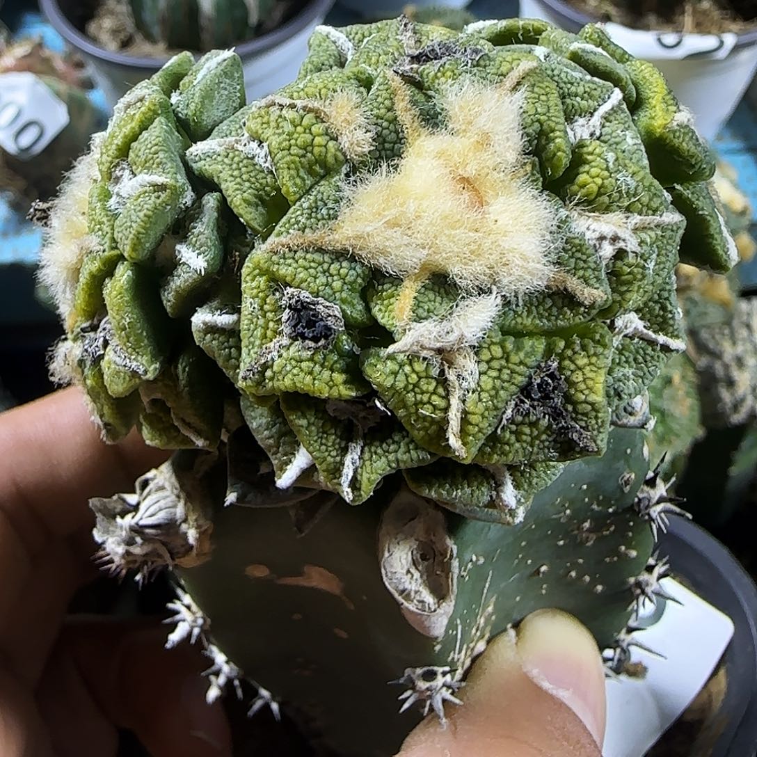 大尤黑牡丹锦905仙人球