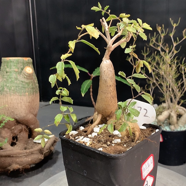 172垂直葡萄翁哈哈哈哈