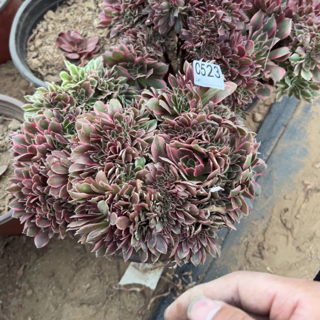 觅***蜜523两颗组合多肉植物法师