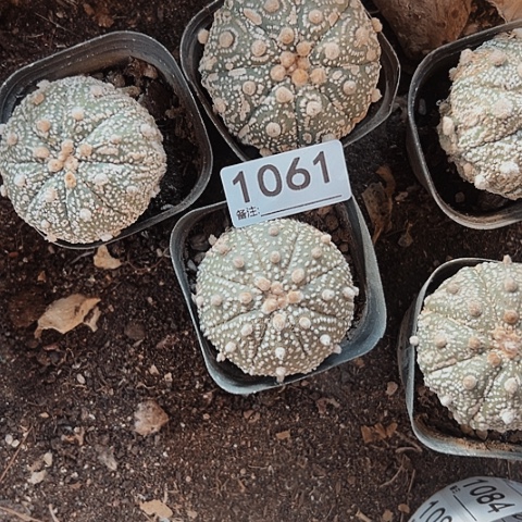 1061处理木心根仙人球