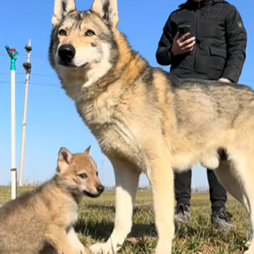 「金先生」宠物活体捷克狼犬、蓝湾、北美灰、雪狼犬、藏獒 幼犬及成犬
