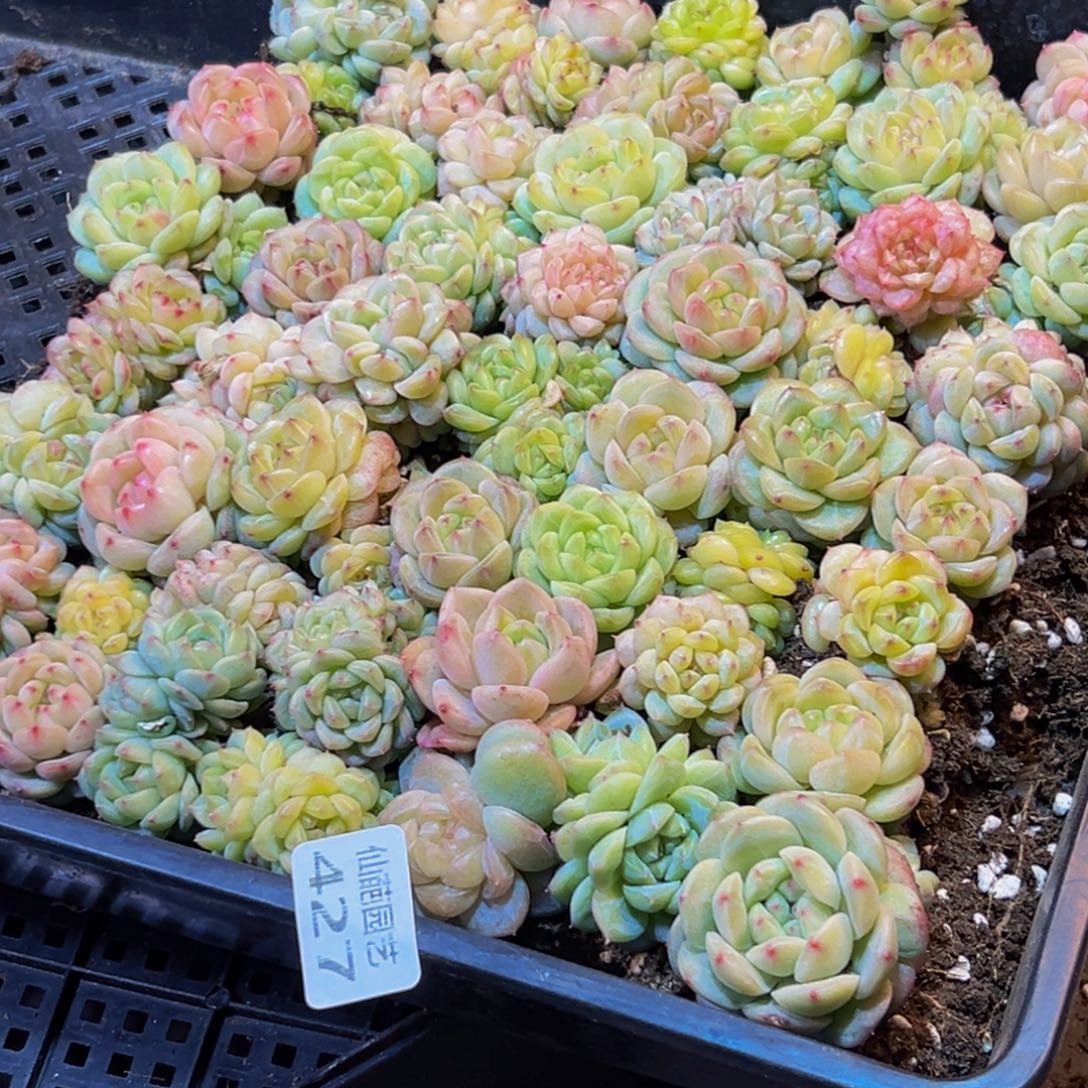 曹***英427多肉葡萄的价格是多少啊哈哈哈