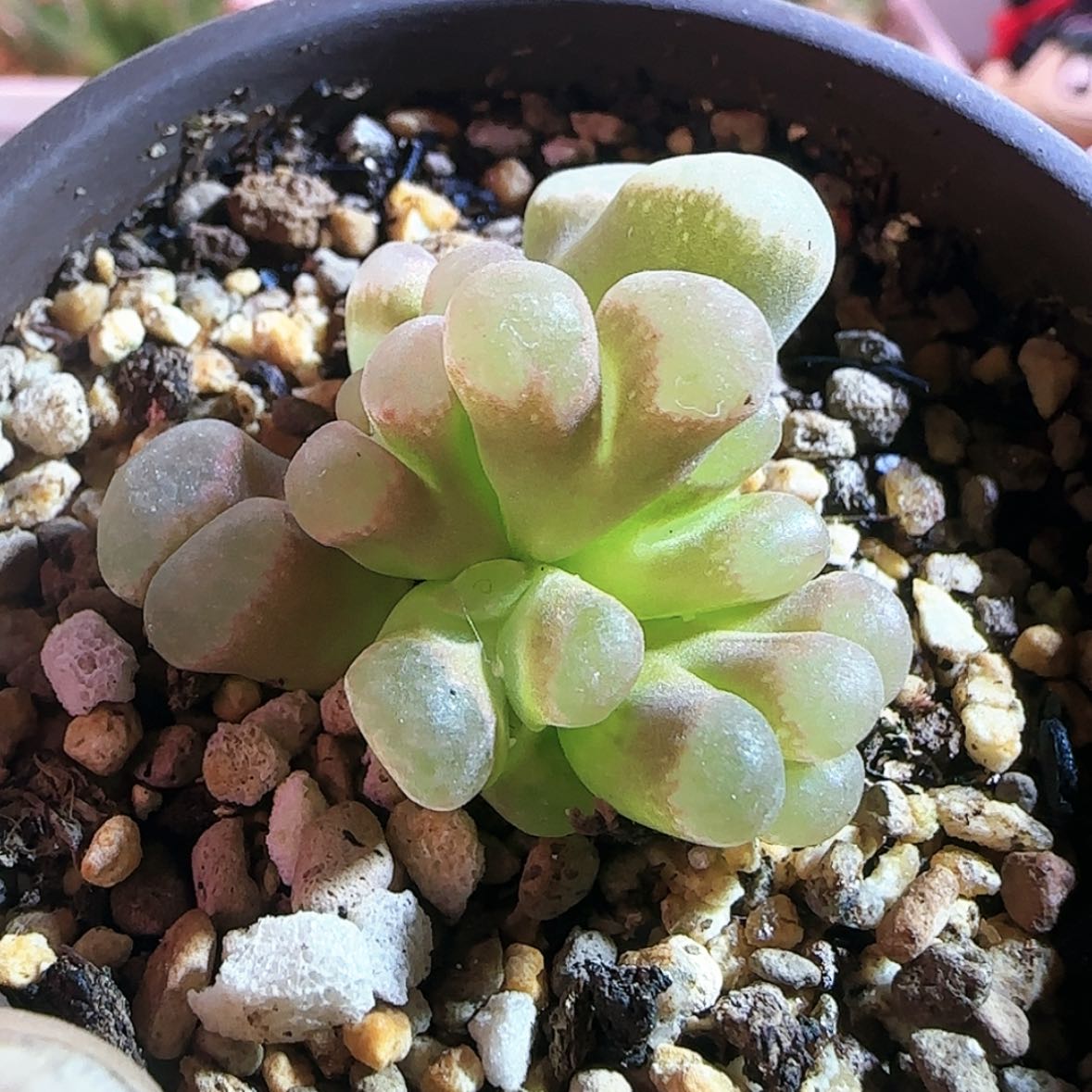 【闪购商品】变异群生12345