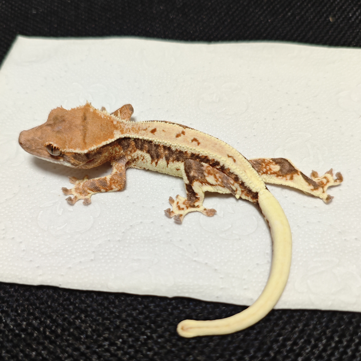 可爱R属睫角，盖勾亚，巨人新手入门易饲养