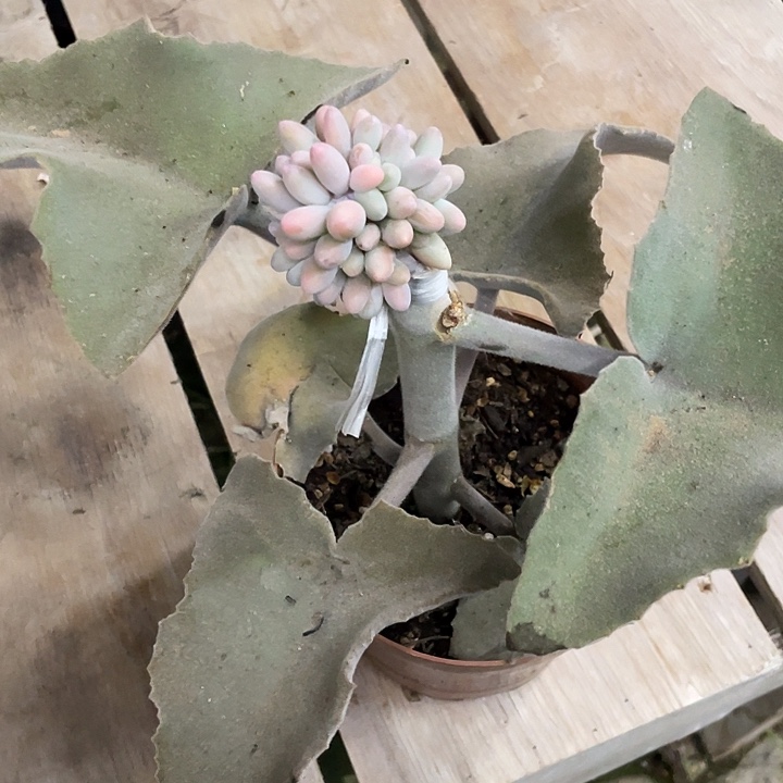 文***哒宝宝手指一物一拍