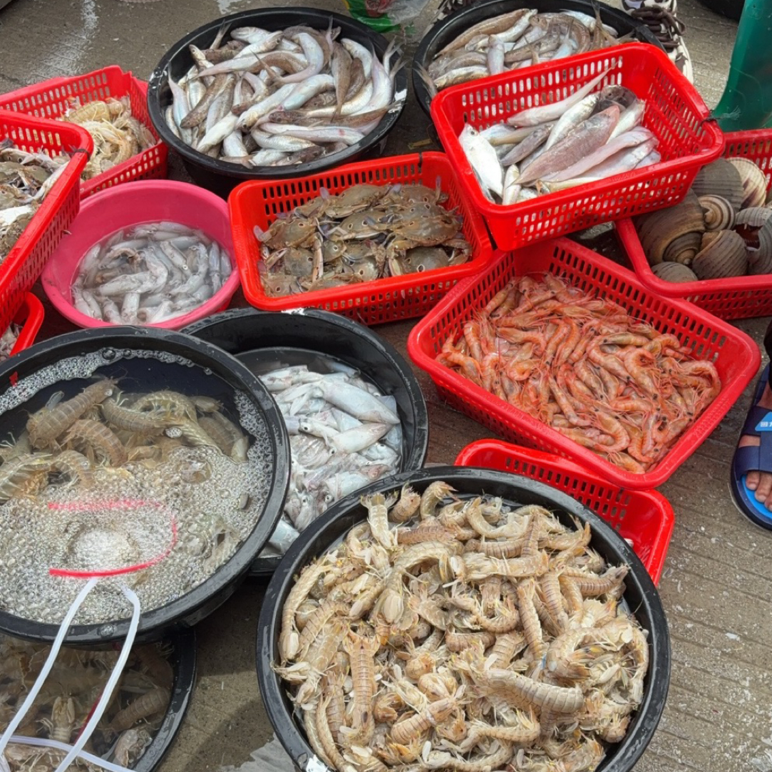 3斤改价链接惠来神泉港鱼套餐顺丰冷链发货，直播间为准