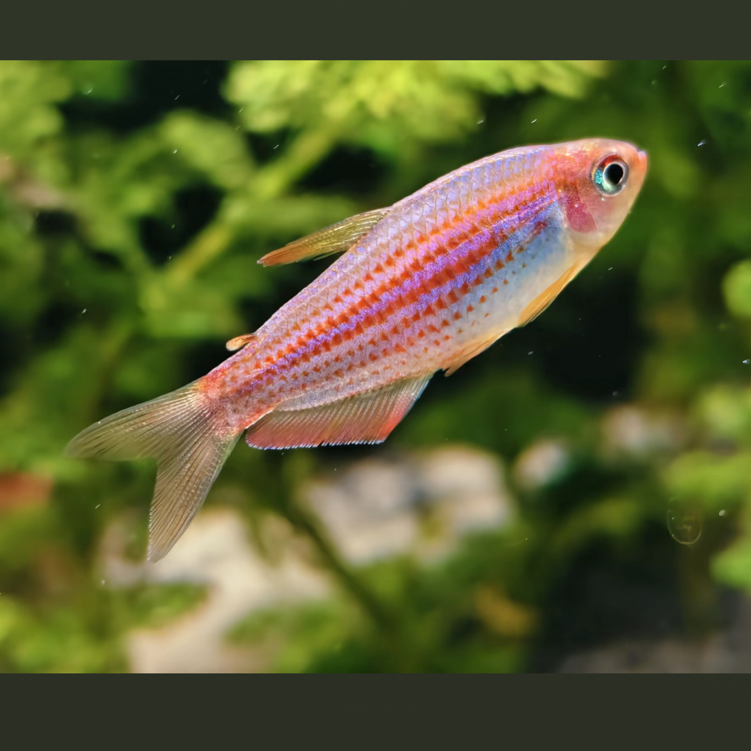 明天小鱼灯科大号彩虹星钻鱼热带淡水小型观赏鱼适合草缸群游