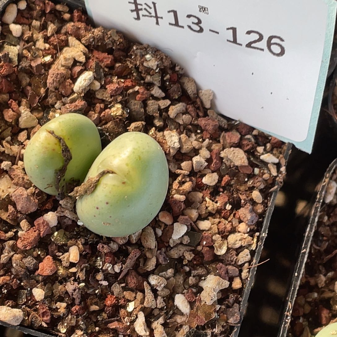 四***月13-126肉锥多肉植物
