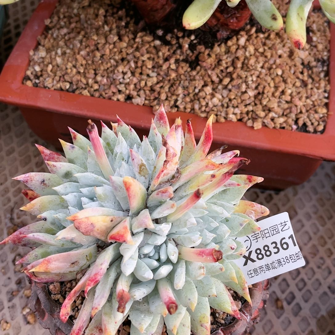 88361奴婢拇指仙女杯多肉