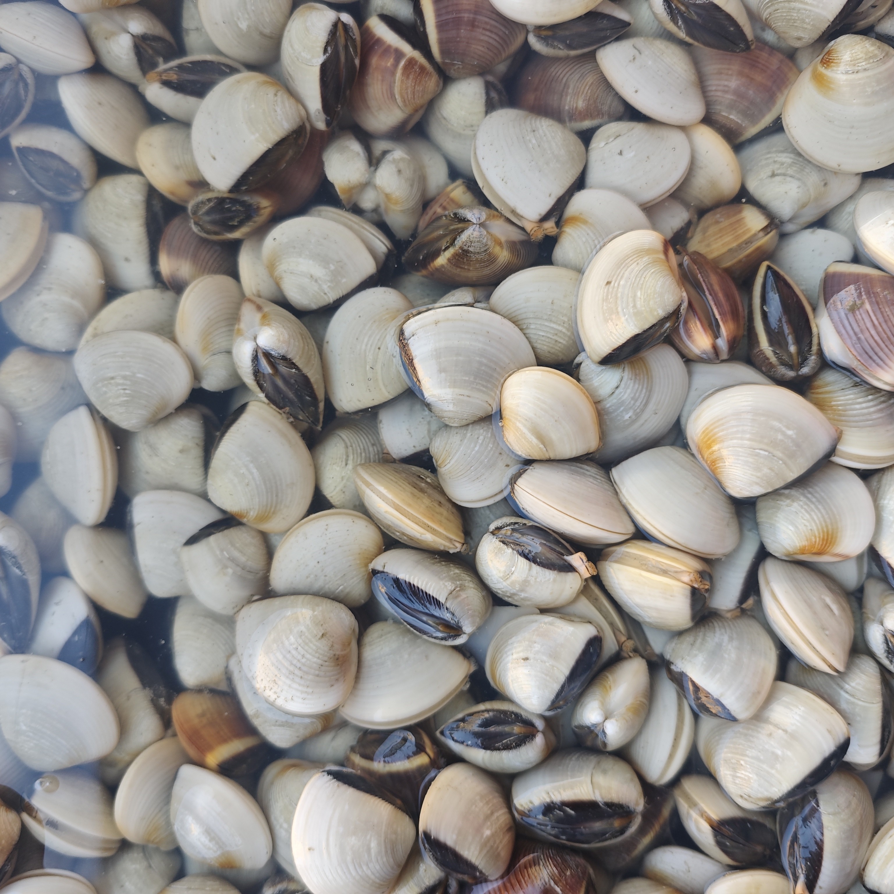 新鲜白蛤 约500g/份