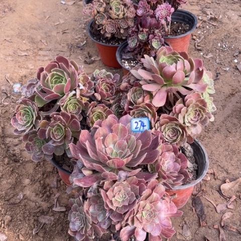 274多肉植物组合，