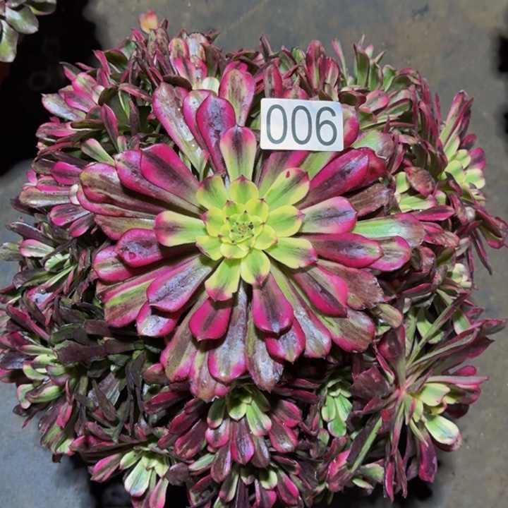 00000006月蝉多肉