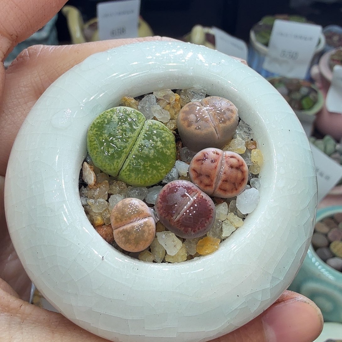 多肉植物开播福利冲冲666