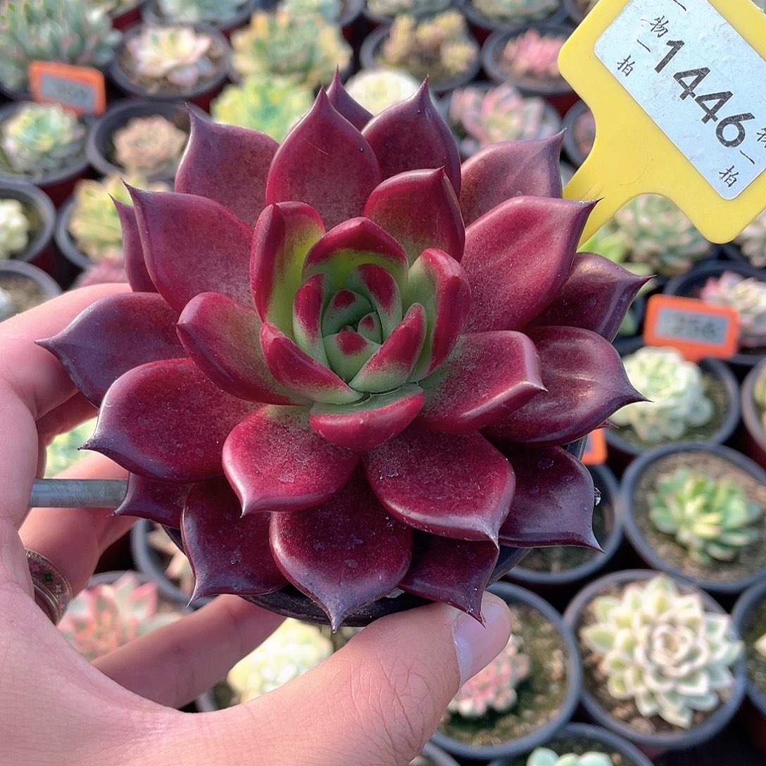 玫瑰黛安娜1446号多肉