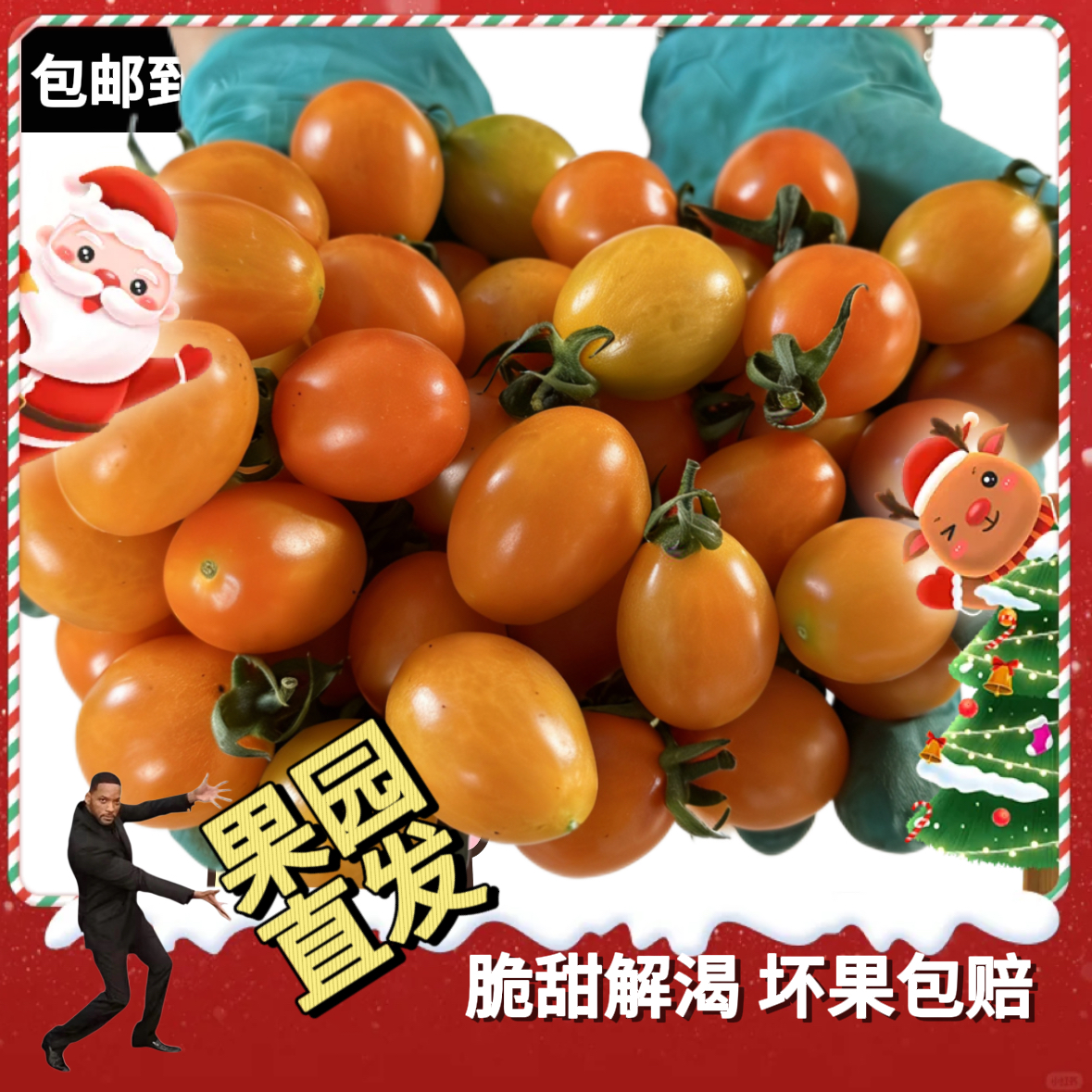 福建新鲜黄玲珑现摘小番茄酸甜可生吃孕妇水果应季自然熟现摘现发