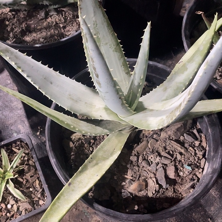 无花朵芦荟海莱45789