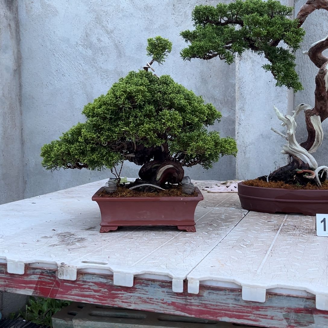 无花朵截图到现在为止已经